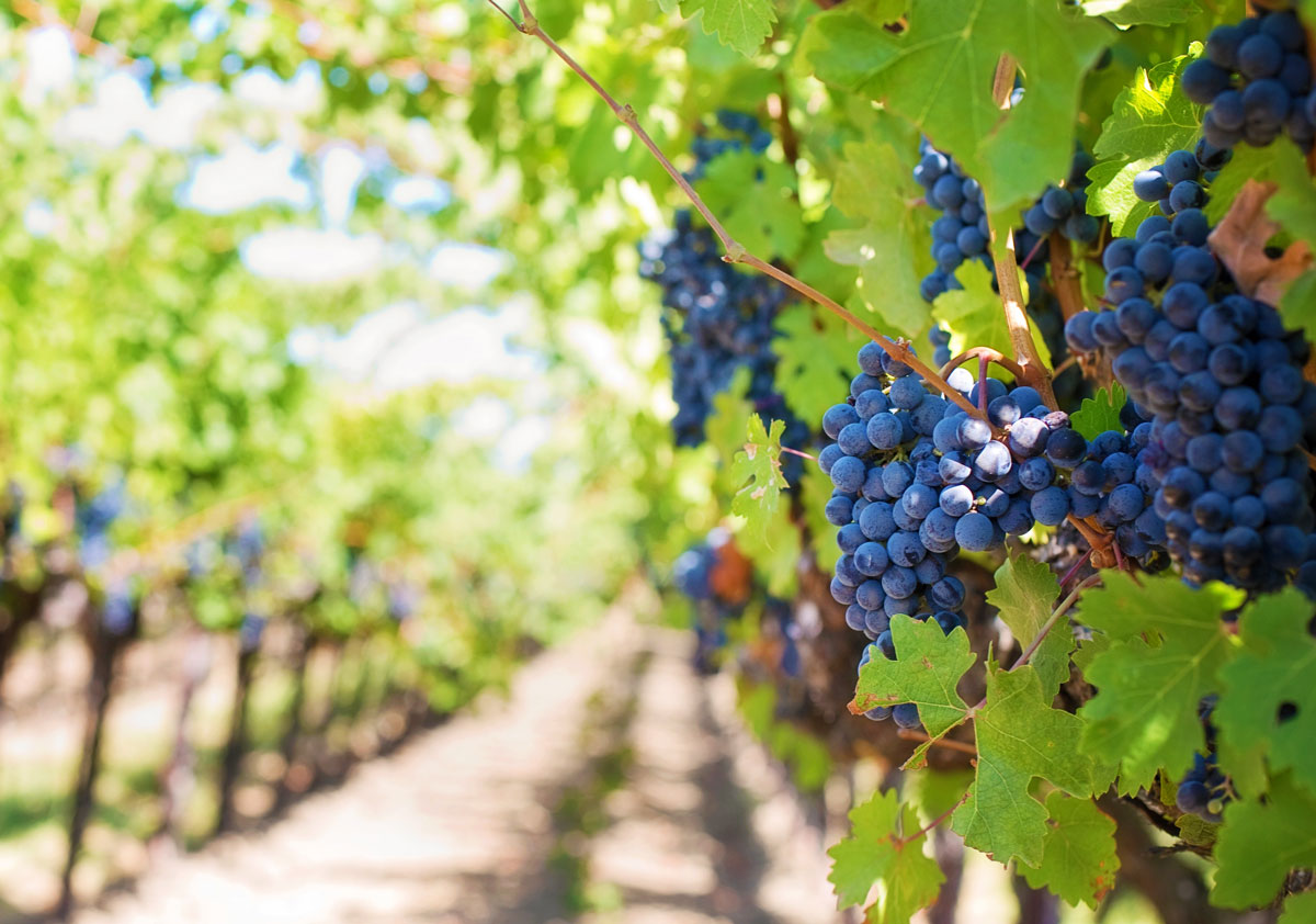 Temecula Wine Tours